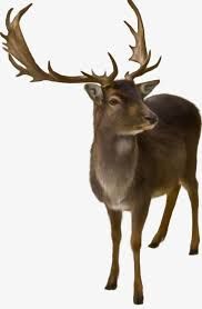 real forest animals png - Google Search