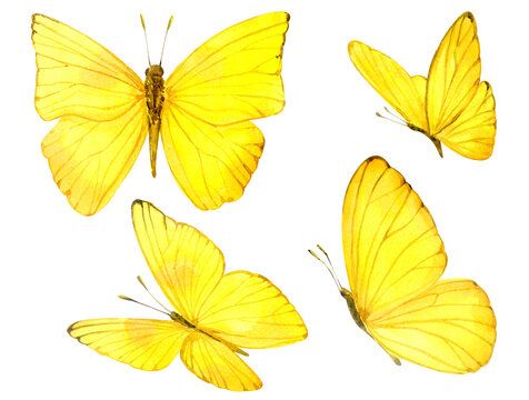 Yellow Butterfly Images – Browse 427,173 Stock Photos, Vectors, and Video | Adobe Stock