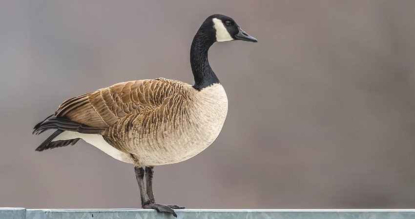 canada goose animal - Google Search