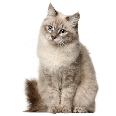 Siberian Cat Breed Information | Temperament & Health