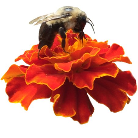 bee on a flower png cute cottagecore aesthetic