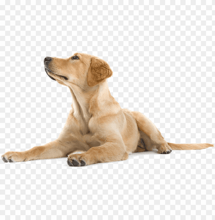 happy-dog-png-dogs-labradors-11563057164unft9mx3kl.png (840×859)