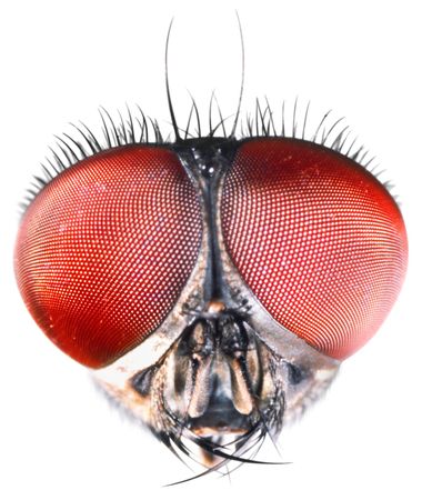 head of a fly