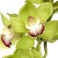 Cymbidium Orchids Pink - Wholesale Orchids - TheFlowerExchange – TheFlowerExchange.com