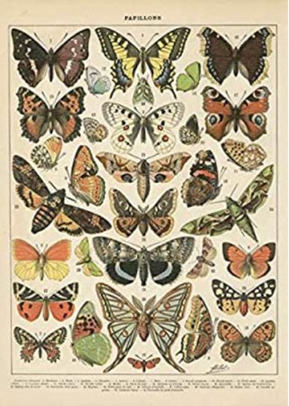 vintage butterfly poster