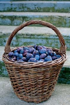 Photographic Print: Plums in a basket, Southern Bohemia, Czech Republic