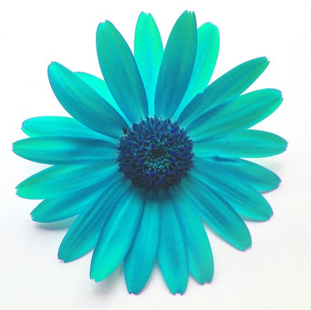 Turquoise Daisy Digital Art by Louise Grant