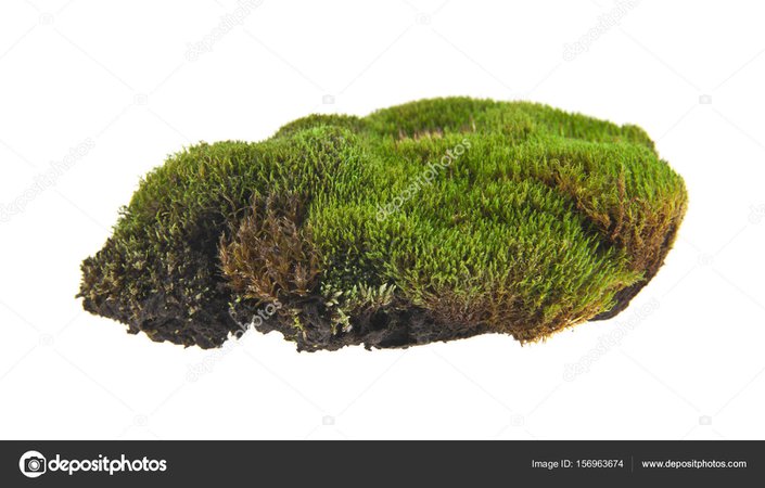 groene mos op witte achtergrond — Stockfoto © valzan #156963674