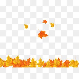 fall leaves png