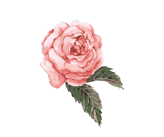 watercolor rose transparent - Google Search