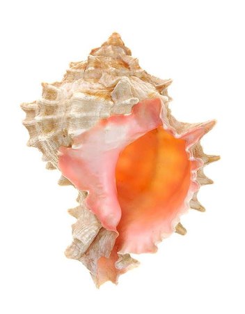 large shell