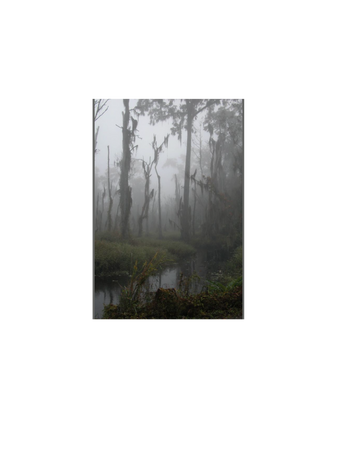 swamp bayou Southern Gothic aesthetic background