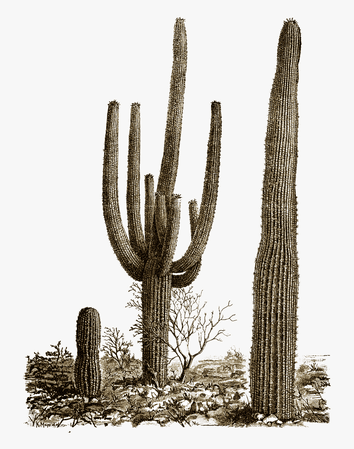 Cactus Png Photos - Desert Cactus Png, Transparent Png , Transparent Png Image - PNGitem