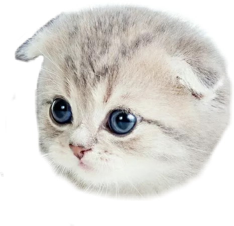 kitties kittens cute fluffy ball Sticker by 🌸Alize🌸
