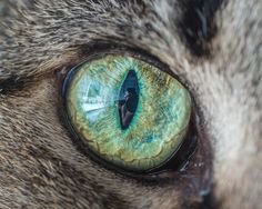 eye cat