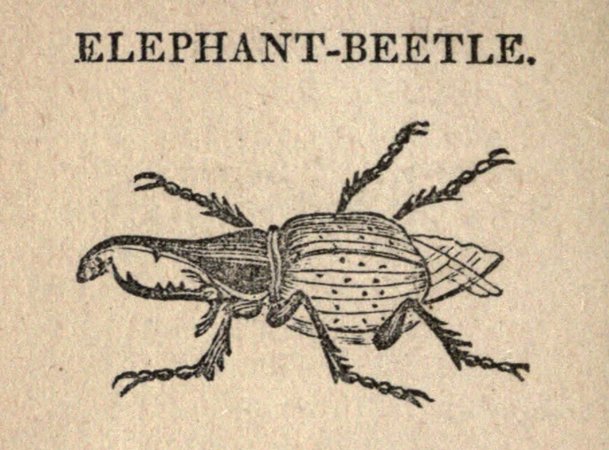 elephant beetle