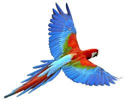 flying parrot no background - Google Search