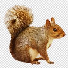 squirrel png - Google Search