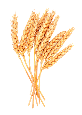 Wheat PNG Image | PNG All