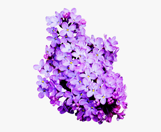 Lavender Cut Flowers Lilac