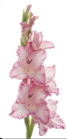 gladiolus