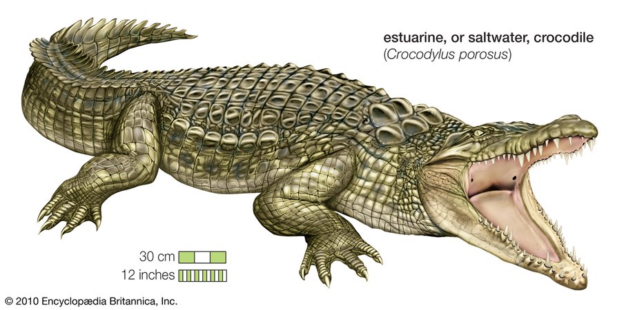 estuarine-saltwater-crocodile-Southeast-Asia-Philippines-New.jpg (1600×794)