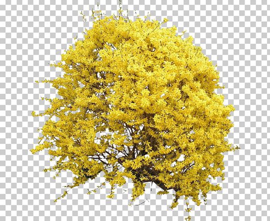 Small fall bushes png - Google Search