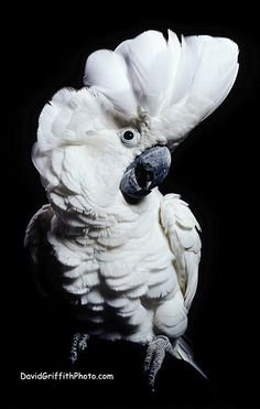 Cockatoo Parrot