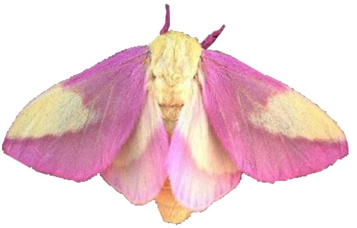 pink and yellow moth