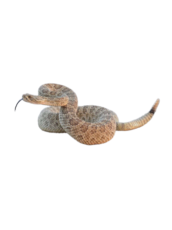 rattlesnakes snakes reptiles