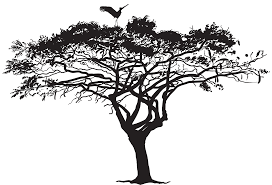 african tree png - Google Search