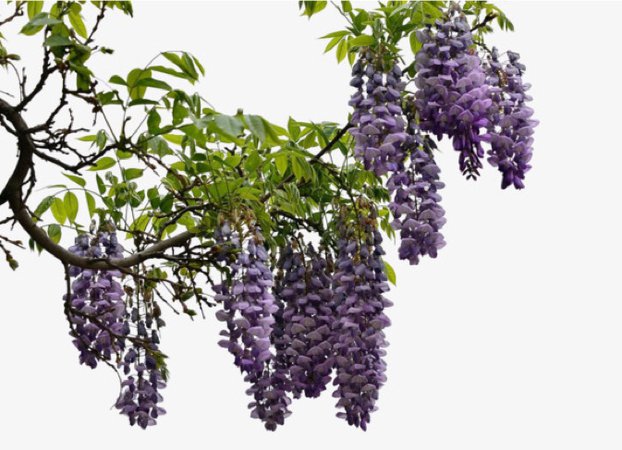 wisteria flower png