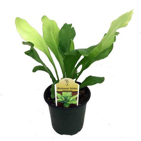 Birdnest Fern Live Plant Fit 4 Pot Easy to Grow FS
