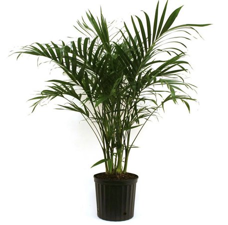 room palm tree