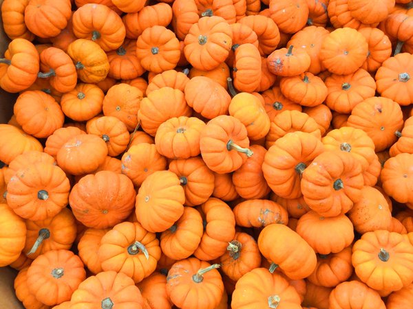 pumpkins backgrounds backdrops fall autumn