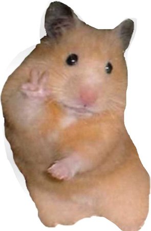 hamster doing peace