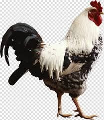chickens no background - Google Search