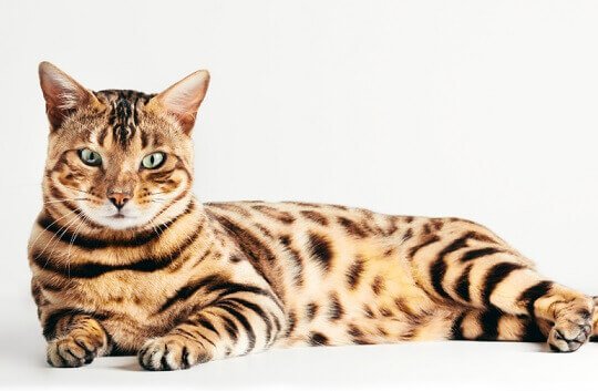 leopard kitten - Google Search