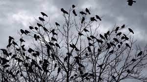 flock of crows - Google Search