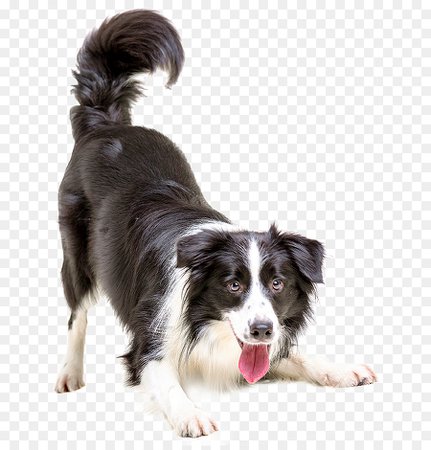 Dog And Cat png download - 709*931 - Free Transparent Border Collie png Download. - CleanPNG / KissPNG