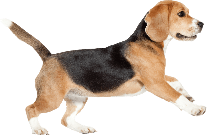 beagle dog - Sticker by Taliafera