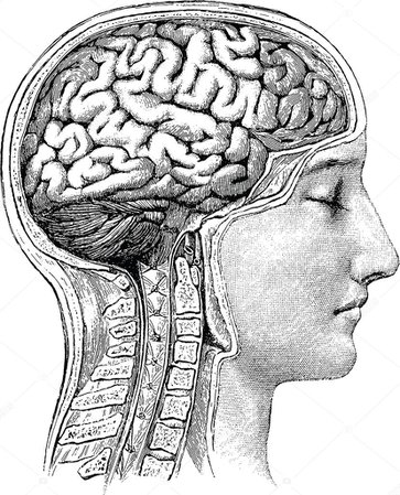 brain illustration vintage - Pesquisa Google