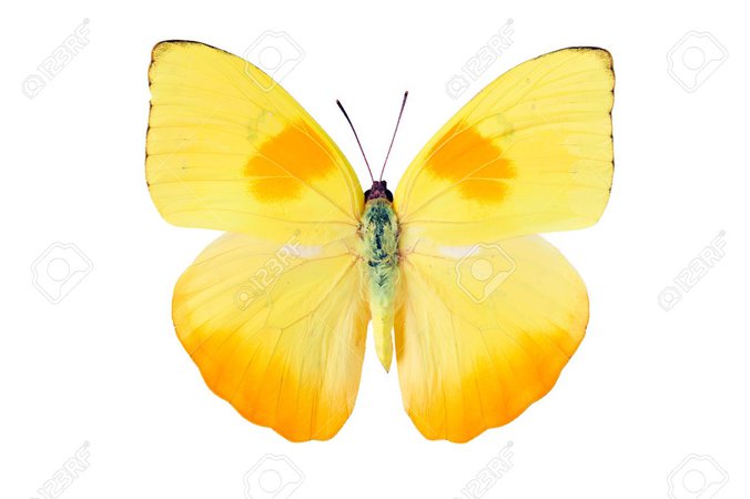 butterfly png - Pesquisa Google