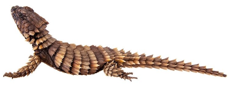 Armadillo-Lizard.jpg (750×287)