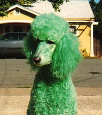 Green Poodle 1