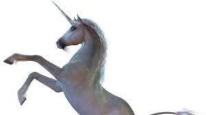 real unicorn - Google Search