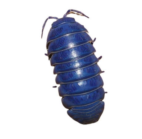 Blue pillbug! - Armadillidium vulgare