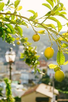 20 Lemon tree ideas | lemon tree, meyer lemon tree, tree care