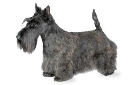 Scottish Terrier Dog Breed Information, Pictures, Characteristics & Facts – Dogtime