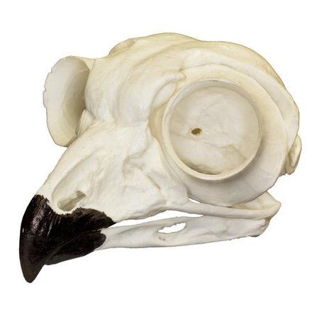Replica Great Horned Owl Skull